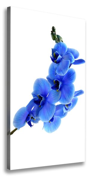 Foto obraz na plátne Modrá orchidea