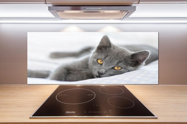 Sklenený panel do kuchynskej linky Sivá mačka