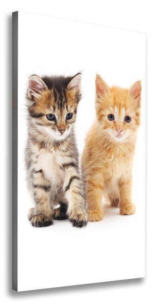 Foto obraz na plátne Sivá a červená mačka