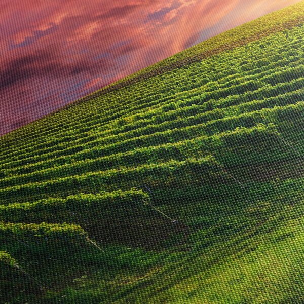 Obraz vinice s farebným nebom (150x105 cm)