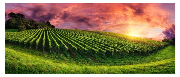 Obraz vinice s farebným nebom (120x50 cm)