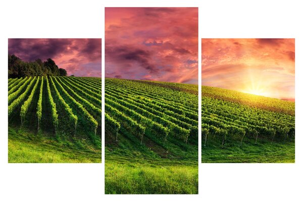 Obraz vinice s farebným nebom (90x60 cm)