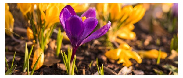 Obraz fialovej kvetiny (120x50 cm)
