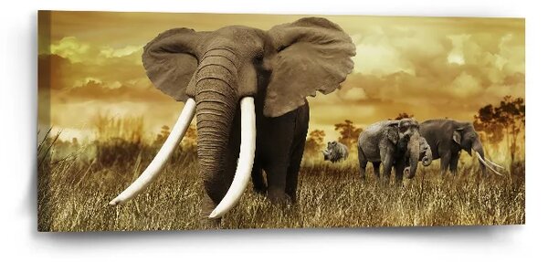 Sablio Obraz Slon Africký - 110x50 cm