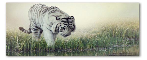 Foto obraz akrylové sklo Biely tiger