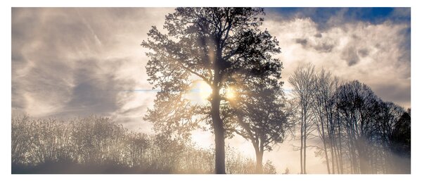 Obraz stromu v hmle (120x50 cm)