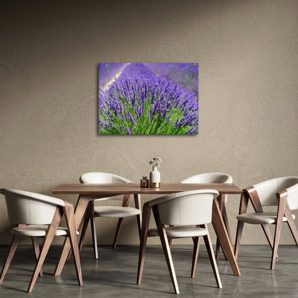 Obraz - levanduľa (70x50 cm)