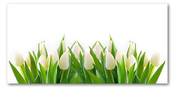 Fotoobraz na skle biele tulipány cz-osh-100x50-f-30153186