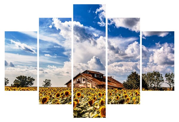 Obraz slnečnicového poľa (150x105 cm)
