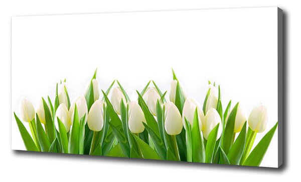 Foto obraz na plátne Biele tulipány