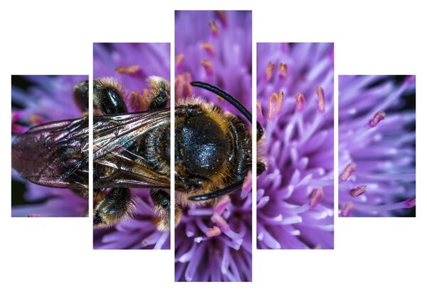 Obraz včely na kvetine (150x105 cm)
