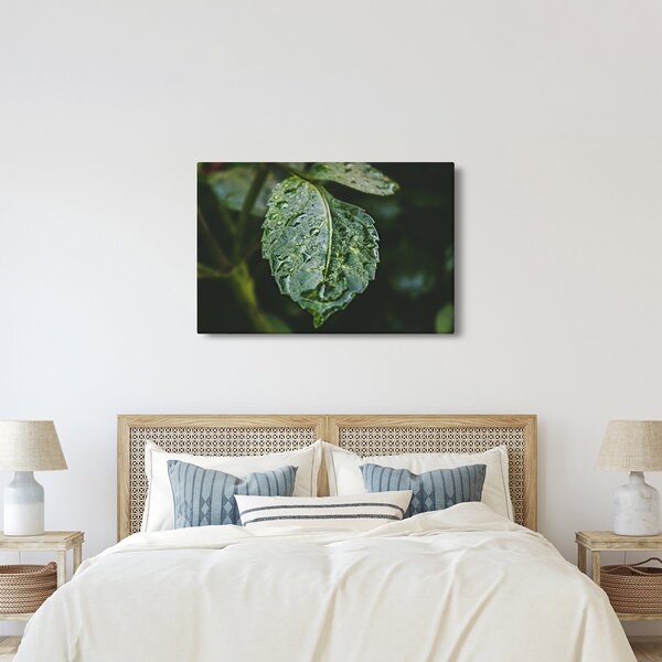 Obraz - kvapky na liste (90x60 cm)
