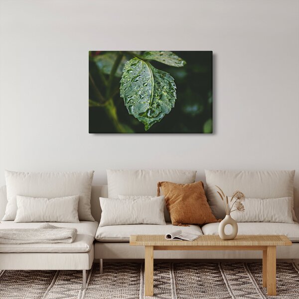 Obraz - kvapky na liste (90x60 cm)