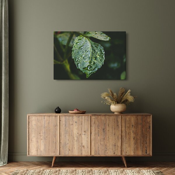 Obraz - kvapky na liste (90x60 cm)