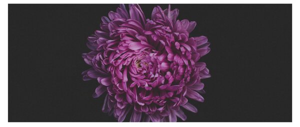 Obraz fialovej kvetiny (120x50 cm)