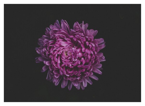 Obraz fialovej kvetiny (70x50 cm)