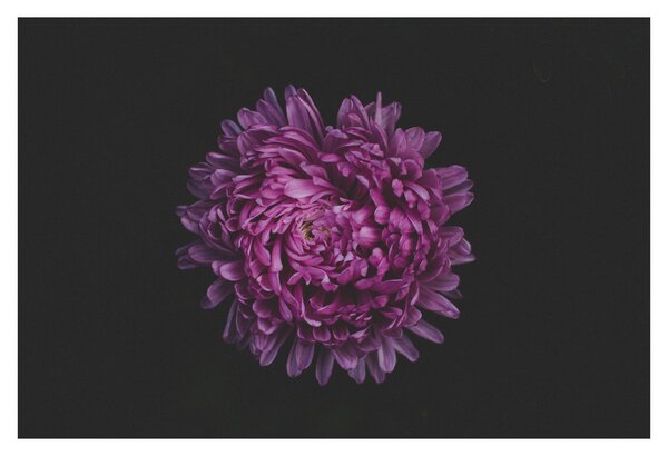 Obraz fialovej kvetiny (90x60 cm)