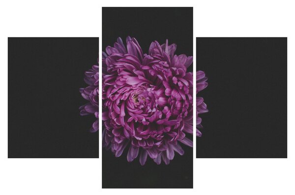 Obraz fialovej kvetiny (90x60 cm)