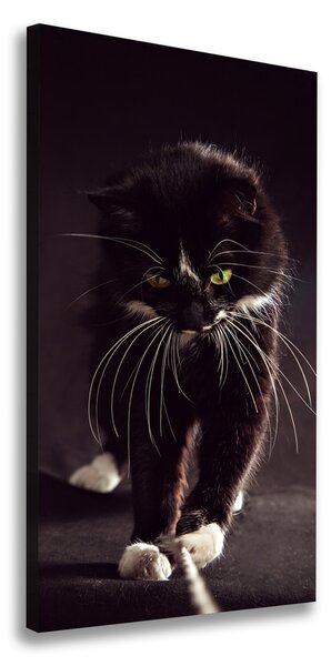 Foto obraz na plátne do obývačky Čierna mačka