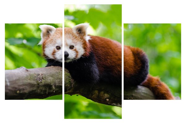 Obraz pandy červenej (90x60 cm)