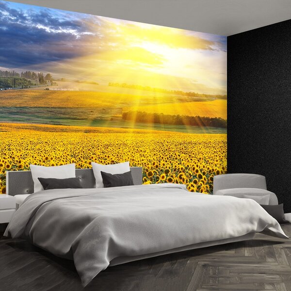Fototapeta Vliesová Pole slnečníc 104x70 cm