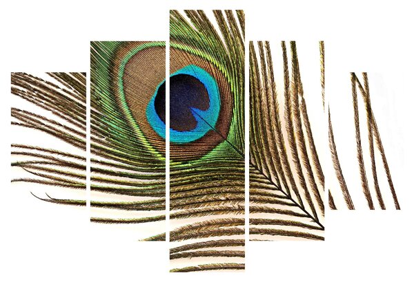 Obraz pávieho peria (150x105 cm)