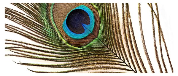 Obraz pávieho peria (120x50 cm)