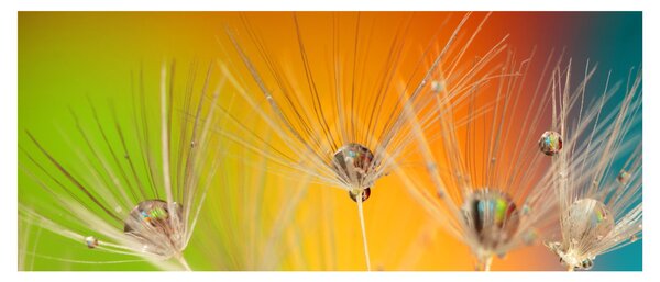 Obraz kvapiek na rastline (120x50 cm)