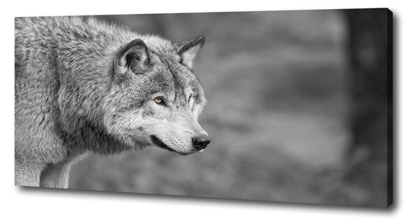 Foto obraz canvas Sivý vlk pl-oc-125x50-f-125421387