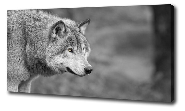 Foto obraz canvas Sivý vlk pl-oc-100x50-f-125421387