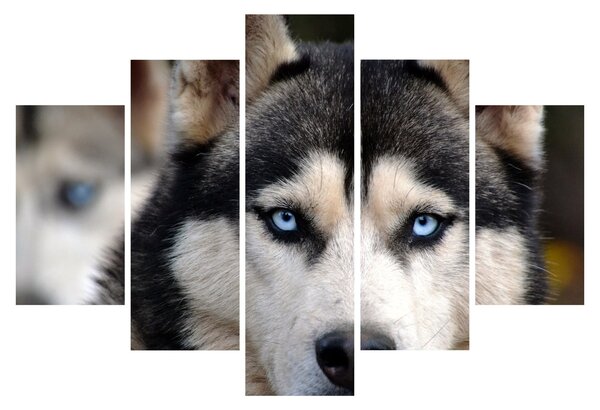 Obraz psa husky (150x105 cm)