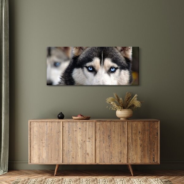 Obraz psa husky (120x50 cm)