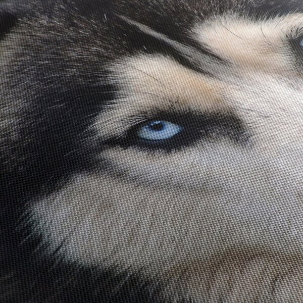 Obraz psa husky (150x105 cm)