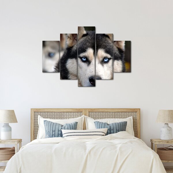 Obraz psa husky (150x105 cm)