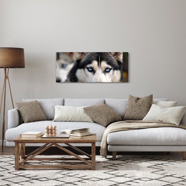 Obraz psa husky (120x50 cm)