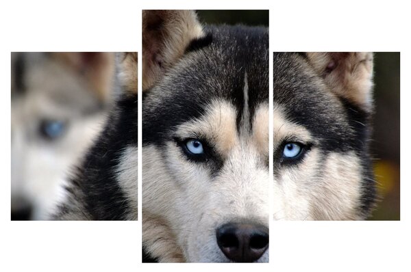 Obraz psa husky (90x60 cm)