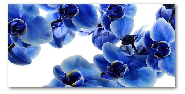 Foto obraz sklo tvrzené Modrná orchidea