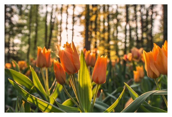 Obraz - oranžové tulipány (90x60 cm)
