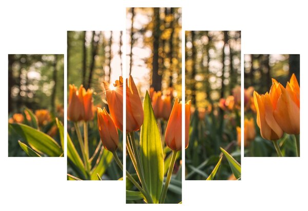 Obraz - oranžové tulipány (150x105 cm)