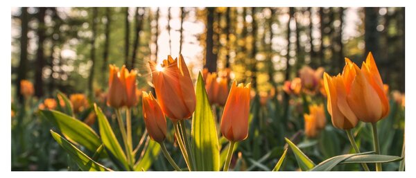 Obraz - oranžové tulipány (120x50 cm)