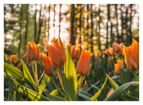 Obraz - oranžové tulipány (70x50 cm)