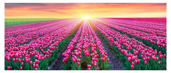 Obraz poľa tulipánov so slnkom (120x50 cm)