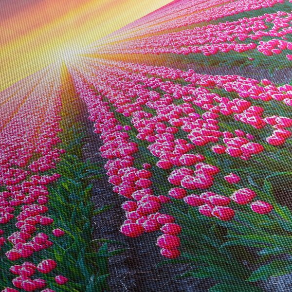 Obraz poľa tulipánov so slnkom (150x105 cm)
