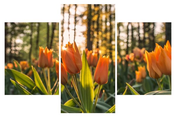 Obraz - oranžové tulipány (90x60 cm)