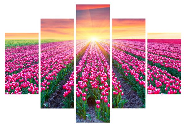 Obraz poľa tulipánov so slnkom (150x105 cm)