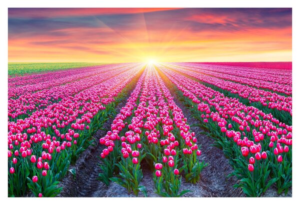 Obraz poľa tulipánov so slnkom (90x60 cm)