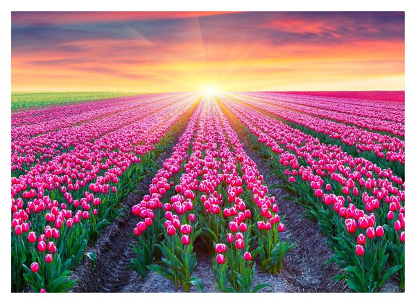 Obraz poľa tulipánov so slnkom (70x50 cm)