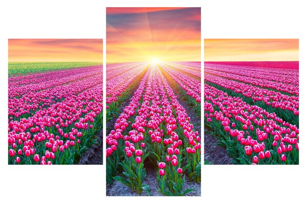 Obraz poľa tulipánov so slnkom (90x60 cm)
