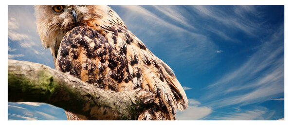 Obraz - Sova (120x50 cm)