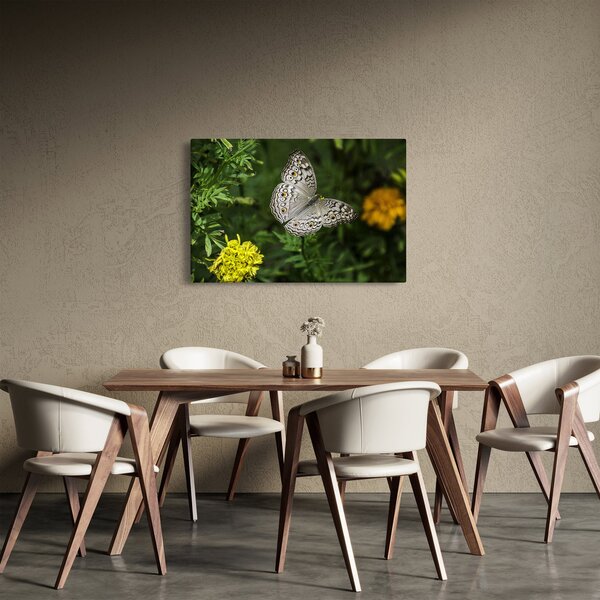 Obraz - biely motýľ (90x60 cm)